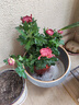 菊花盆栽帶花苞菊花苗九月菊千頭菊四季球菊室內花卉植物好養好看 大盆：紅繡球【原土帶花苞】 曬單實(shí)拍圖