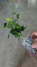 九里香盆栽茉莉花綠植室內驅蚊四季開(kāi)花帶花苞七里香水培盆景植物 【特價(jià)】高約16cm九里香苗6株 九里香 曬單實(shí)拍圖