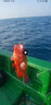 君拓釣魚剪刀PE線大力馬魚線剪刀釣魚工具小剪刀釣魚不銹鋼鉛皮剪刀 大力馬剪刀 曬單實(shí)拍圖
