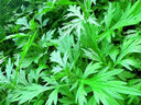 梅州新鮮艾草農(nóng)民合作社種植食用生艾葉正宗現(xiàn)摘現(xiàn)發(fā)艾草葉菜蔬菜 1500g 曬單實(shí)拍圖
