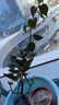 重瓣紅三角梅盆栽帶花三角梅苗勤花品種爬藤老樁室內花卉植物四季 綠櫻 3年苗【當年開(kāi)花】不含盆 曬單實(shí)拍圖