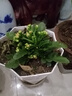 手耕田長(cháng)壽花盆栽重瓣金狐貍大花帶花苞花苗四季室內開(kāi)花好養的花卉植物 【苗原土帶花苞】紫羅蘭 不含盆 曬單實(shí)拍圖