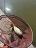 漁藝逍遙青二代顆粒青魚(yú)巨物重窩黑坑鯉魚(yú)野釣青魚(yú)草魚(yú)黑鯇原塘魚(yú)餌料 逍遙青二代窩料 曬單實(shí)拍圖