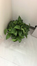 行湘綠蘿盆栽水培綠植新房除甲醛植物180#加侖盆12盆+吸水盆 源頭直發(fā) 曬單實(shí)拍圖