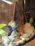 金魚(yú)草金魚(yú)觀(guān)賞魚(yú)冷水好養耐活小魚(yú)苗錦鯉 5-7cm 紅草金買(mǎi)3條送3條（加備損） 曬單實(shí)拍圖
