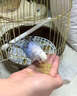ANIMALOG鸚鵡鳥(niǎo)專(zhuān)用藥玄鳳虎皮牡丹腸炎拉稀腹瀉綠便感冒痢疾飼料常備 一盒裝 曬單實(shí)拍圖