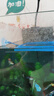 寵翰魚(yú)缸喂食圈魚(yú)食定點(diǎn)水族箱配件觀(guān)賞魚(yú)蝦糧飼料防飄散浮力投喂器 曬單實(shí)拍圖