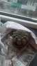 納格蘭緋花玉開(kāi)花仙人類(lèi)稀有多肉花卉盆栽易活 2 10緋花玉直徑5--8厘米 含盆 曬單實(shí)拍圖