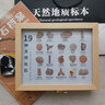 三葉蟲(chóng)魚(yú)牙齒菊石螺樹(shù)玉狼鰭魚(yú)龍古生物化石原石自然標本擺件高端 19種化石套盒 曬單實(shí)拍圖
