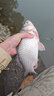 北溟魚碳氟線垂釣主線淡水磯釣滑漂線魚線柔軟不打卷原絲尼龍線碳線漁線 強悍氟碳涂層線120米 1.5號 曬單實拍圖