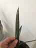 濃香型蘭花苗盆栽大花蕙蘭建蘭花卉盆栽室內(nèi)綠植物庭院四季開花 大將軍22 （3苗送肥料+生根粉）當年開花 曬單實拍圖