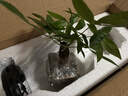 八芽盆栽發(fā)財樹(shù)植物室內禪意招財樹(shù)盆景辦公室桌面綠植源頭直發(fā)包郵 單粗桿發(fā)財樹(shù)-山居盆-大密胺托盤(pán) 含盆 曬單實(shí)拍圖