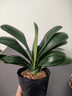君子蘭盆栽花期帶花苞植物室內客廳名貴花卉圓葉君子蘭苗四季好養 【大苗好養 開(kāi)花花量大】君子蘭15-18片葉子 曬單實(shí)拍圖