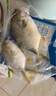 翔泰 海南金鯧魚凈重900g 2條裝  魚類生鮮 燒烤 火鍋食材 海鮮水產(chǎn) 曬單實拍圖