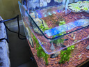 YEE魚缸金晶超白玻璃水族箱小型桌面客廳40金魚缸裸缸熱彎魚缸自循環(huán) 30*18*20cm+ 4W壁掛過濾器 曬單實拍圖