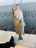 小早川日本原裝進口12編PE線路亞專用線大力馬魚線 進口12編100米 2號 曬單實拍圖