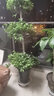 嘆為觀止 大綠植幸福樹金鉆巴西鐵盆景綠植盆栽辦公室室內(nèi)大型綠植 搖錢樹1.5米-1.7米 含盆 曬單實(shí)拍圖