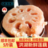 洪湖農家順豐包郵 蓮藕新鮮 洪湖粉藕 蔬菜 生鮮5斤 火鍋食材 洪湖蓮藕 曬單實(shí)拍圖