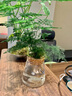 八芽盆栽墨西哥鐵創(chuàng  )意迷你拇指綠植物室內客廳桌面辦公桌花卉四季常青 達摩九里香-鵪鶉蛋盆 帶盆栽好（陶瓷盆） 曬單實(shí)拍圖