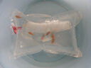 AIPHAROW高帆紅箭魚(yú)活體觀(guān)賞魚(yú)高鰭月光魚(yú)米奇胎生魚(yú)熱帶魚(yú)皮球瑪麗魚(yú)活體 金色皮球魚(yú)(3-4cm)2條 曬單實(shí)拍圖