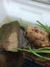 海童（KAIDO）龜糧烏龜飼料巴西龜草龜高鈣龜食小烏龜通用糧陸龜水龜高蛋白龜糧 1.5mm龜糧120g(適合幼龜) 曬單實(shí)拍圖