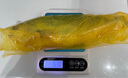 舟山東閃島深海野馴冰鮮東海大黃魚(yú) 東閃島A+大黃魚(yú)2條500-600克/條 曬單實(shí)拍圖