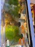 魚(yú)之眼魚(yú)缸燈照明燈led燈防水氣泡條led帶氣泡燈增氧觀(guān)賞七彩彩燈 32cm七彩漸變款 不帶氧氣泵 曬單實(shí)拍圖