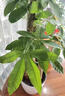臨雅步步高招財樹(shù)植物大型發(fā)財樹(shù)盆栽喬遷開(kāi)業(yè)1.3-1.4m金邊盆源頭直發(fā) 曬單實(shí)拍圖