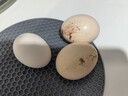 無(wú)抗鮮雞蛋 谷物喂養鮮雞蛋 50±5克/枚 早餐食材 蛋香味十足 30枚裝 曬單實(shí)拍圖