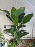 臨雅天堂鳥(niǎo)盆栽辦公室內客廳大型綠植物去甲醛新房1.5m含盆源頭直發(fā) 曬單實(shí)拍圖