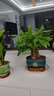 愛(ài)優(yōu)尚發(fā)財樹(shù)小盆栽盆景辦公室桌面盆栽室內客廳綠植好養招財樹(shù)源頭直發(fā) 曬單實(shí)拍圖
