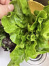 諸氏橙品【有機(jī)】蔬菜沙拉 新鮮混合5種蔬菜 健身輕食西餐色拉配菜食材 【5種有機(jī)沙拉包-——1.5KG】 曬單實(shí)拍圖