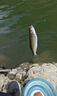 海龍王pe線(xiàn)魚(yú)線(xiàn)路亞拋投海竿大力馬口釣漁線(xiàn)超強拉力耐磨順滑遠投專(zhuān)用PE 8編顏色隨機100米 1.0# 曬單實(shí)拍圖