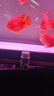 備能 英國(guó)大白片內(nèi)寄魚(yú)藥龍魚(yú)用錦鯉鸚鵡凸眼頭洞爛尾白點(diǎn)水霉病40片 曬單實(shí)拍圖