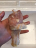 新鮮琵琶腿多肉雞腿肉精修農家土雞肉批發(fā)生鮮禽類(lèi)雞腿飯店鹵雞腿 琵琶腿3斤 曬單實(shí)拍圖
