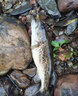 川品社海釣腥味劑海釣星添加劑秋冬季路亞釣魚(yú)小藥假餌魚(yú)餌料濃腥誘魚(yú)劑 3瓶?jì)r(jià)【超值裝】 曬單實(shí)拍圖