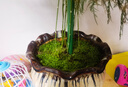 造景鮮活苔蘚微景觀青苔景觀植物鋪面短絨小灰蘚搭配庭院桌面盆栽 紗布苔蘚 紗布小灰蘚34*24cm-6片裝/盒 曬單實(shí)拍圖