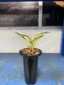 翁源蘭花黃金達摩墨蘭矮種中透葉藝高檔名貴蘭草收藏珍品盆栽老種 黃金達摩2苗【高藝】簡(jiǎn)易盆土 曬單實(shí)拍圖