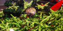 百綸木千米奇魚(yú)觀(guān)賞魚(yú) 胎生魚(yú) 新手推薦 好養活 小型魚(yú)  運輸包損包郵 大米奇5條（3cm左右）公母混搭 曬單實(shí)拍圖