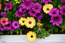 七工匠60mm F2.8二代1:1倍超微距昆蟲(chóng)花卉適用于E口XF口Z50 ZFC M200 A6400 6700 ZVE10 xt5 xt50 Z30 黑色 尼康Z口 曬單實(shí)拍圖