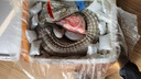 龍?jiān)歹r新鮮現(xiàn)殺帶皮鱷魚人工養(yǎng)殖食用鱷魚尾鱷魚腿生鮮鱷魚肉春節(jié)送禮 整只帶皮去內(nèi)臟30斤左右 曬單實(shí)拍圖