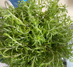 迎虞花苑 中藥食用垂盆草苗茶保肝護肝可食用一盆20-30株 3盆垂盆草 不含盆 曬單實(shí)拍圖