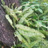 百雀羚（PECHOIN）套裝 肌初賦活禮盒 抗皺提拉緊致淡化細紋保濕護膚化妝品女官方 [爆款]潔面+水+乳液+面霜+眼霜 曬單實(shí)拍圖