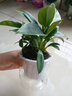 綠有意金鉆盆栽植物水培綠植花卉多肉辦公室內去吸除甲醛鉑金鉆綠公主 推薦款】金鉆25-30cm3棵(早安盆) 含盆 曬單實(shí)拍圖
