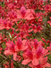 壹植雙季映山紅樹(shù)苗當年開(kāi)花毛杜鵑花苗南方北方種植抗寒抗凍映山紅苗 【映山紅】3年苗 買(mǎi)二送一 不含盆 曬單實(shí)拍圖