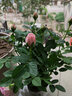鶯歌燕舞【莎之槿】四季玫瑰花盆栽帶花苞鉆石玫瑰花開(kāi)不斷陽(yáng)臺果汁室內 粉色玫瑰 原盆原土 曬單實(shí)拍圖
