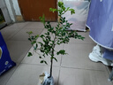 萌妹細(xì)葉紫檀樹苗 珍貴植物樹木 小葉紫檀木苗小苗 小葉紫檀苗 40cm(含)-50cm(不含) 曬單實(shí)拍圖