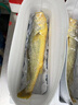 太湖海【超特大黃魚】野化黃花魚王 冰生鮮活寧德深海魚類春節(jié)年貨送禮 3斤/條【4年魚 大魚王】 曬單實(shí)拍圖