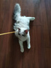 puppytie貓咪牽引繩遛貓背心式貓貓胸背帶貓繩外出防掙脫寵物用品 黃-胸背帶+牽引繩 S-小型 建議10-18斤 曬單實拍圖