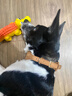 DidogPet防勒狗項圈大型犬金毛德牧狗脖圈刻字防丟中型犬頸圈結實(shí)耐用脖套 經(jīng)典棕（定制刻字） M-中型(推薦體重18-35斤） 曬單實(shí)拍圖